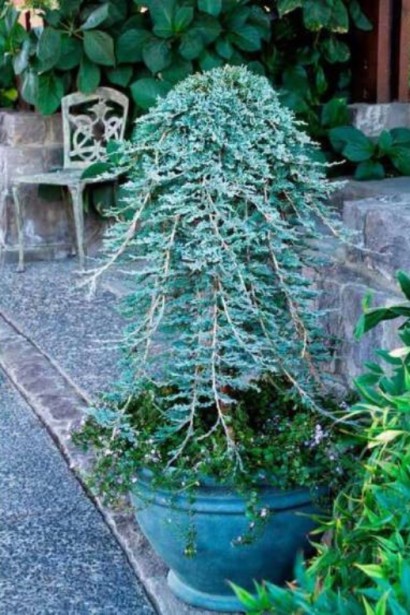 Juniperus horizontalis Icee Blue® / Monber® (Shtamb)